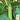 Eggplant - Louisiana Long Green (Holistic)