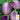 Eggplant - Rosa Bianca (Holistic)
