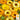 Calendula - Pacific Beauty (Holistic)