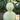 Gourd - Bottle (Holistic)