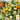 Gourd - Mixture Small (Holistic)