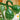 Gourd - Speckled Swan (Holistic)