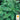 Basil - Genovese (Holistic)