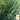 Basil - Lemon (Holistic)