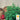 Basil - Spicy Globe (Holistic)