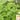 Basil - Sweet (Holistic)