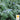Borage - Blue Flowered (Holistic)
