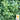 Oregano - Greek (Holistic)