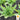 Lettuce, Leaf - Oakleaf - Emerald (Holistic)