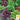 Lettuce, Blend - Heirloom Garden (Holistic)