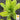 Lettuce, Butterhead - Little Gem (Holistic)