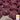 Lettuce, Leaf - Lolla Rossa Darkness (Holistic)