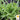 Lettuce, Leaf - Oakleaf - Royal (Holistic)