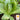 Lettuce, Romaine - Parris Island Cos (Holistic)
