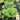 Lettuce, Butterhead - Summer Bibb (Holistic)