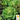 Lettuce, Butterhead - Tom Thumb (Holistic)