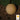 Melon - Honey Dew Orange Flesh (Holistic)