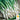 Onion, Bunching - Tokyo Long White (Holistic)