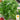 Parsley - Plain (Holistic)
