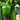 Pepper, Sweet - Pimento (Holistic)