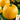Pumpkin - Small Sugar (Holistic)