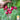 Radish - Pink Beauty (Holistic)