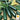 Squash, Summer - Dark Green Zucchini (Holistic)