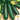 Squash, Summer - Fordhook Zucchini (Holistic)