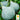 Squash, Winter - Hubbard Blue (Holistic)