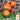 Squash, Winter - Lakota (Holistic)