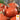 Squash, Winter - Red Kuri (Holistic)