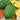 Squash, Winter - Table Queen (Holistic)