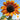 Sunflower - Autumn Beauty (Holistic)