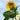 Sunflower - Skyscraper (Holistic)