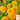 Sunflower - Sungold Dwarf (Holistic)