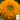 Sunflower - Teddy Bear (Holistic)