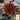 Sunflower - Velvet Queen (Holistic)