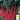 Swiss Chard - Cardinal (Holistic)