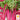 Swiss Chard - Flamingo (Holistic)