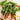 Swiss Chard - Rainbow Blend (Holistic)