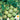 Tomatillo - Green (Holistic)