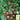 Tomato - Black Cherry (Holistic)