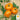 Tomato - Brandywine Yellow - Potato Leaf (Holistic)