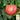 Tomato - Cherokee Purple (Holistic)
