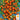 Tomato - Gardener's Delight (Holistic)
