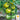 Tomato - Green Zebra (Holistic)