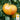 Tomato - Hillbilly - Potato Leaf (Holistic)