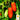 Tomato - San Marzano Determinate (Holistic)
