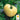 Tomato - White Wonder (Holistic)