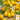 Tomato - Yellow Pear (Holistic)